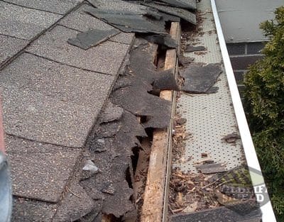 roof squirrel damage london ontario